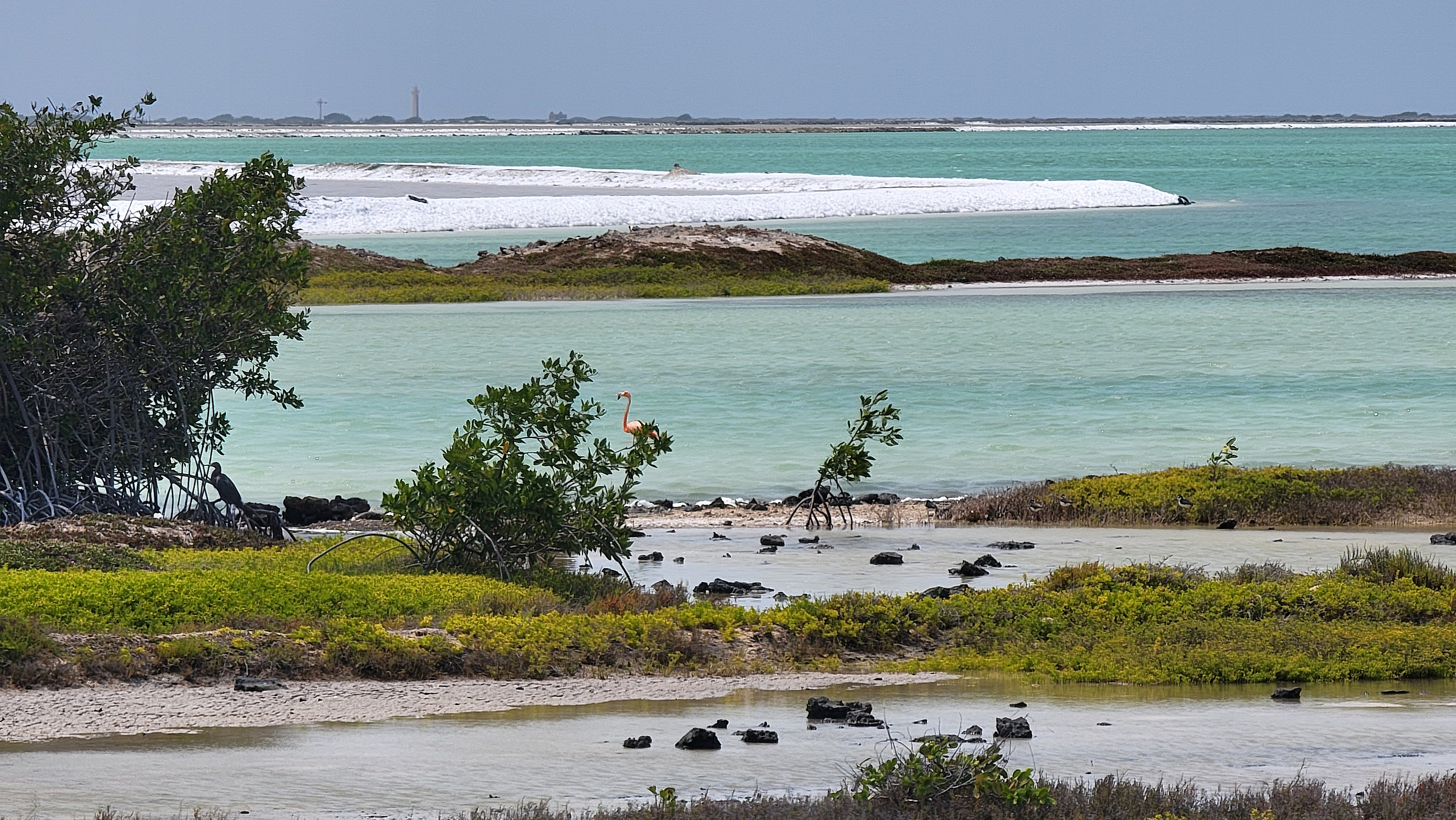 Pink Flamingo at the Salt Pier